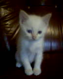 c mimie our cat !!!!!