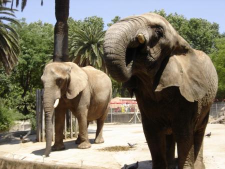 zoo barcelone juin 2006