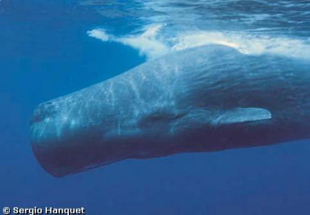 cachalot