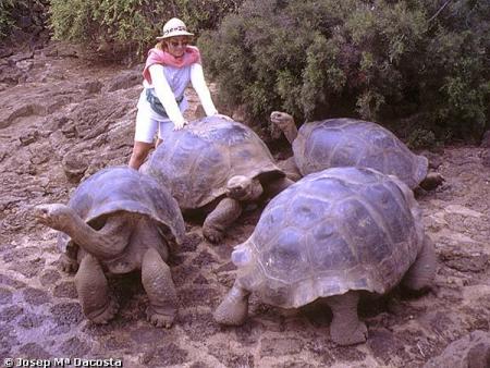 tortugas gigantes