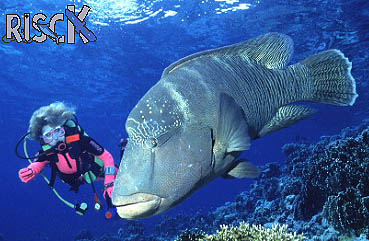 poisson geant..quel est son nom?