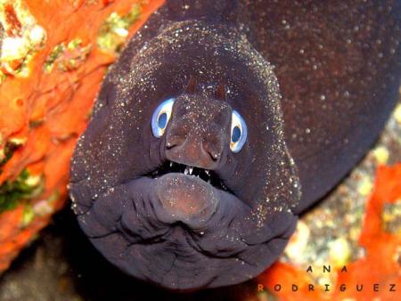 tro marrant c poisson..