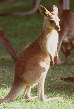 Kangourou!