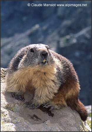marmotte