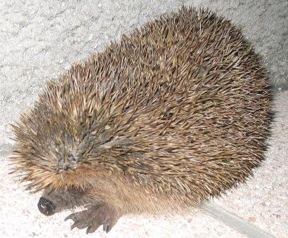 Herisson