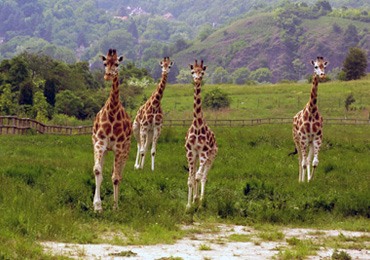 girafe