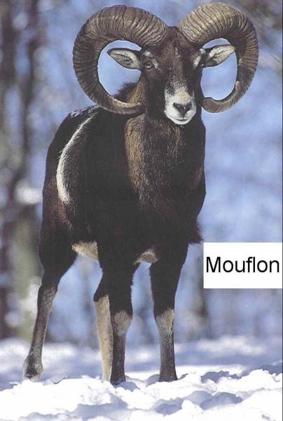 Moufflon