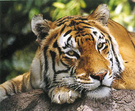 The Eye Of The Tiger!