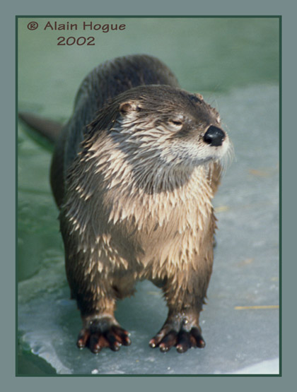 Loutre